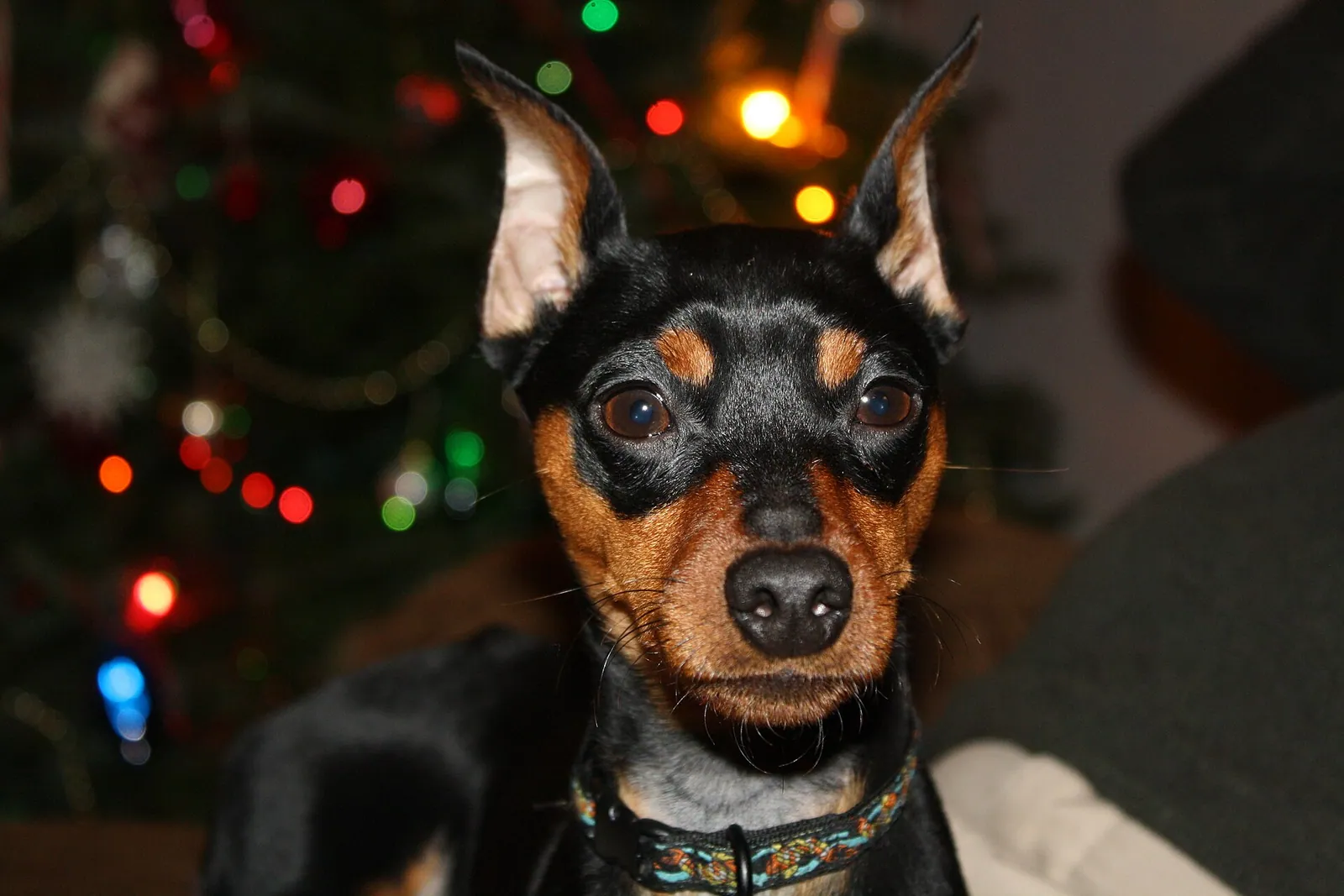 A Miniature Pinscher