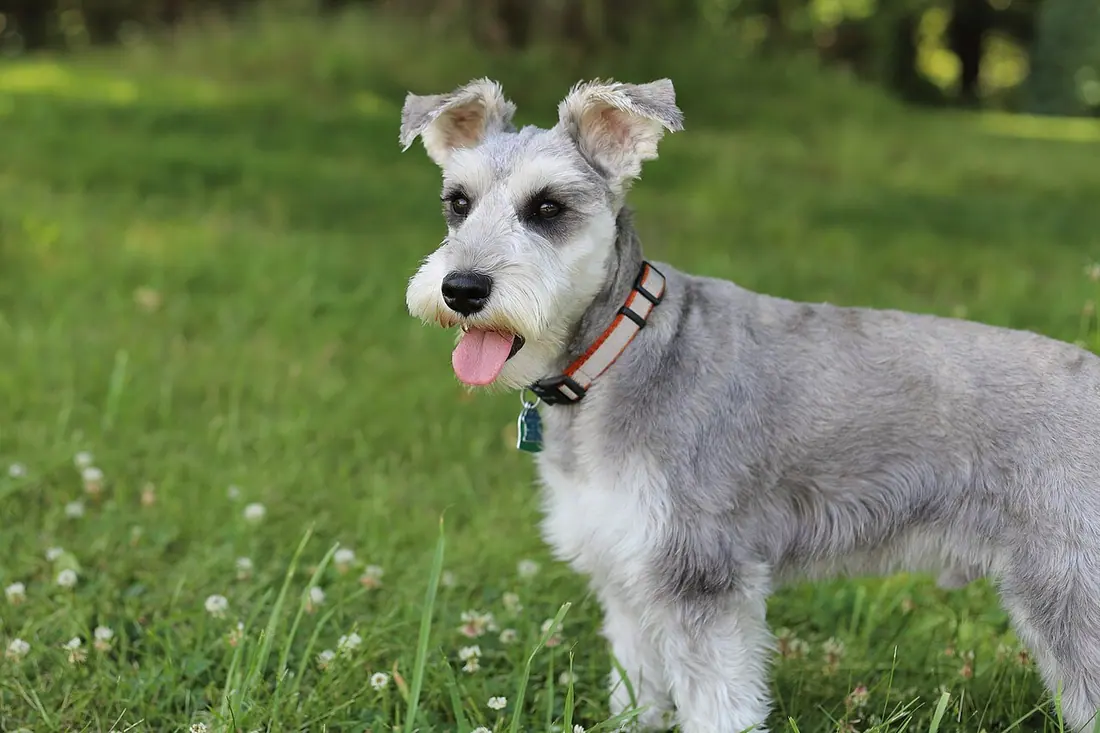 A freshly groomed Miniature Schnauzer in a field of grass. This particular dog's name is "Fox" or "Mr. Sir".