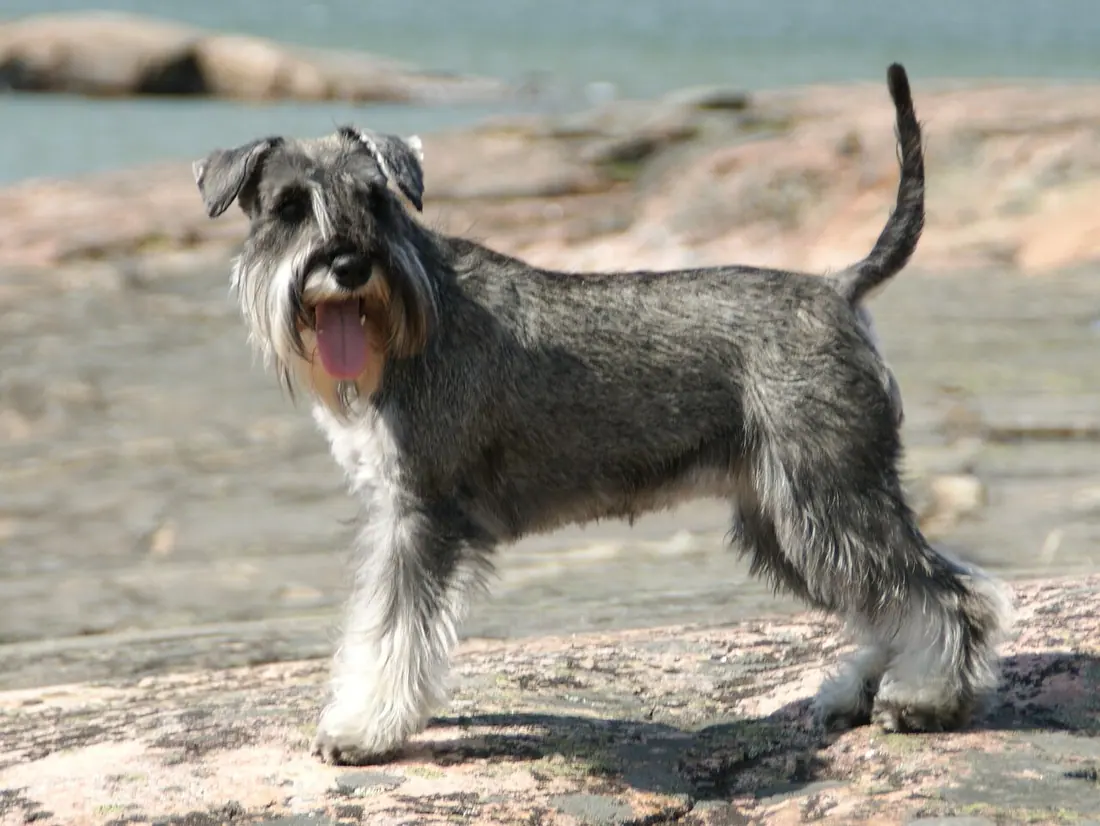 Salt & pepper Miniature Schnauzer.
