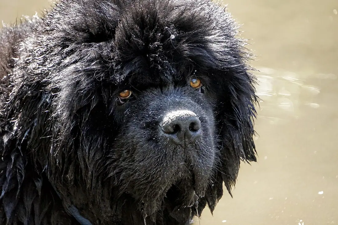 Portrait of a Newfoundland dog named Dragon, where the brown eye color can be appreciated.