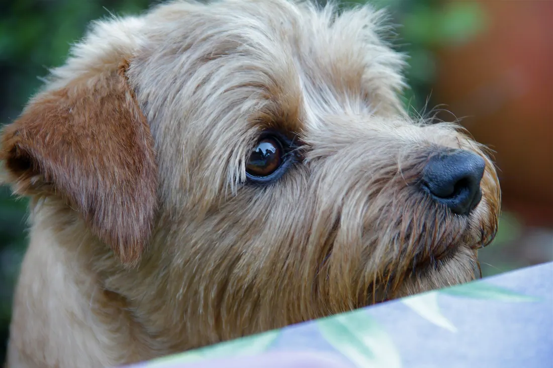 A Norfolk Terrier
