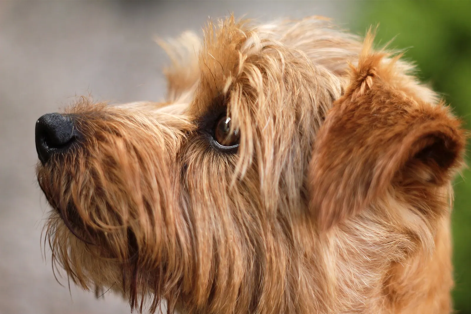 A Norfolk Terrier