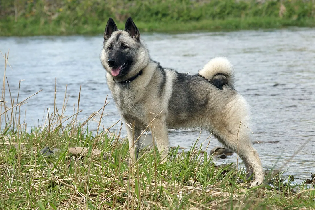 A Norwegian Elkhound
