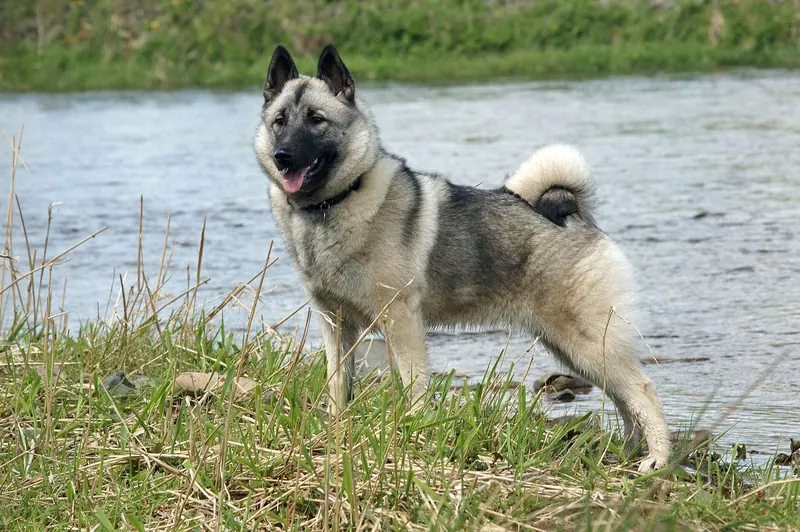 A Norwegian Elkhound