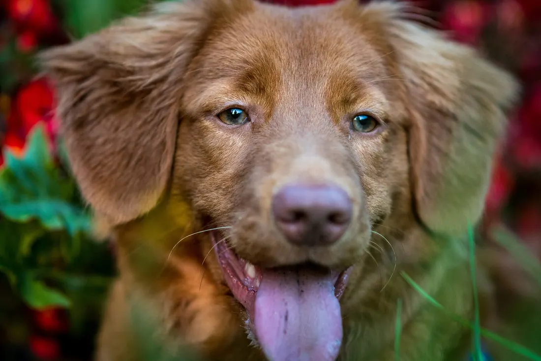 A Nova Scotia Duck Tolling Retriever