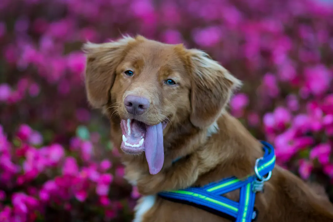 A Nova Scotia Duck Tolling Retriever