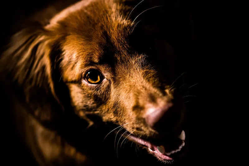 A Nova Scotia Duck Tolling Retriever