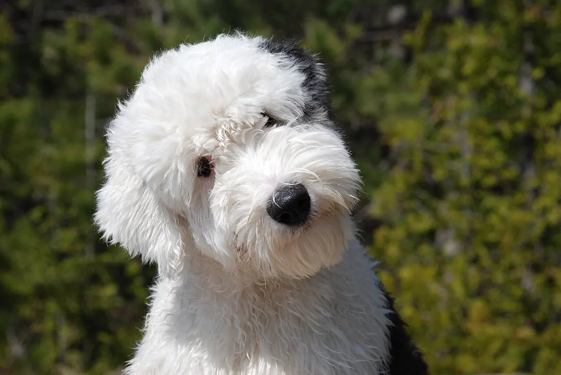 Picture of an Old English Sheep Dog. Photographer, Meredith Bannan