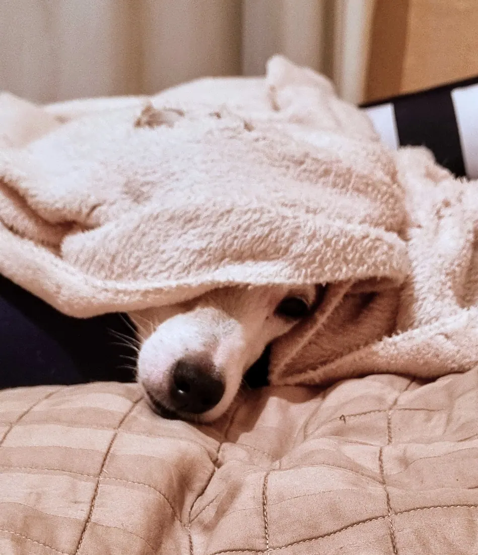 A Parson Russell Terrier
