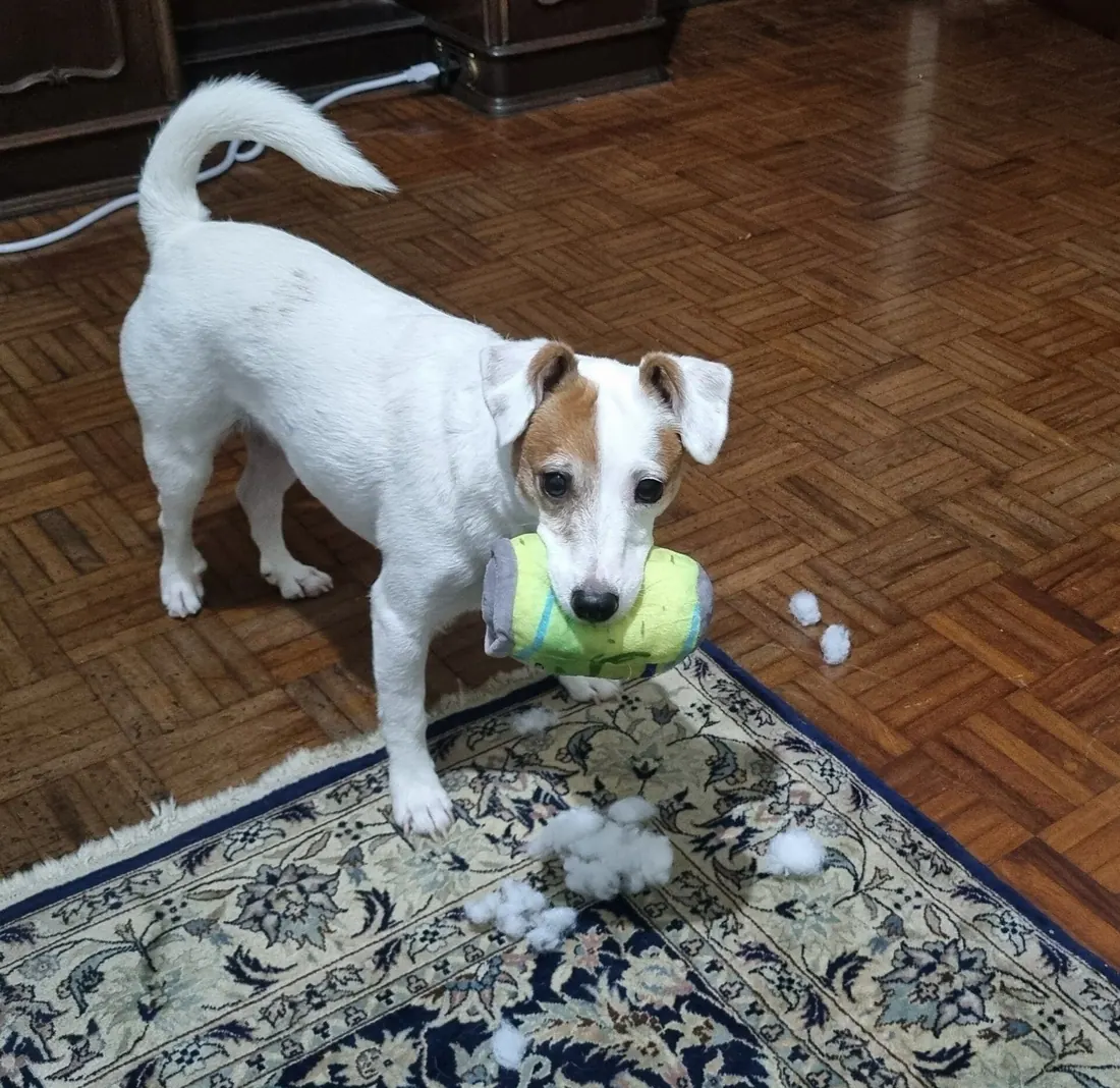 A Parson Russell Terrier