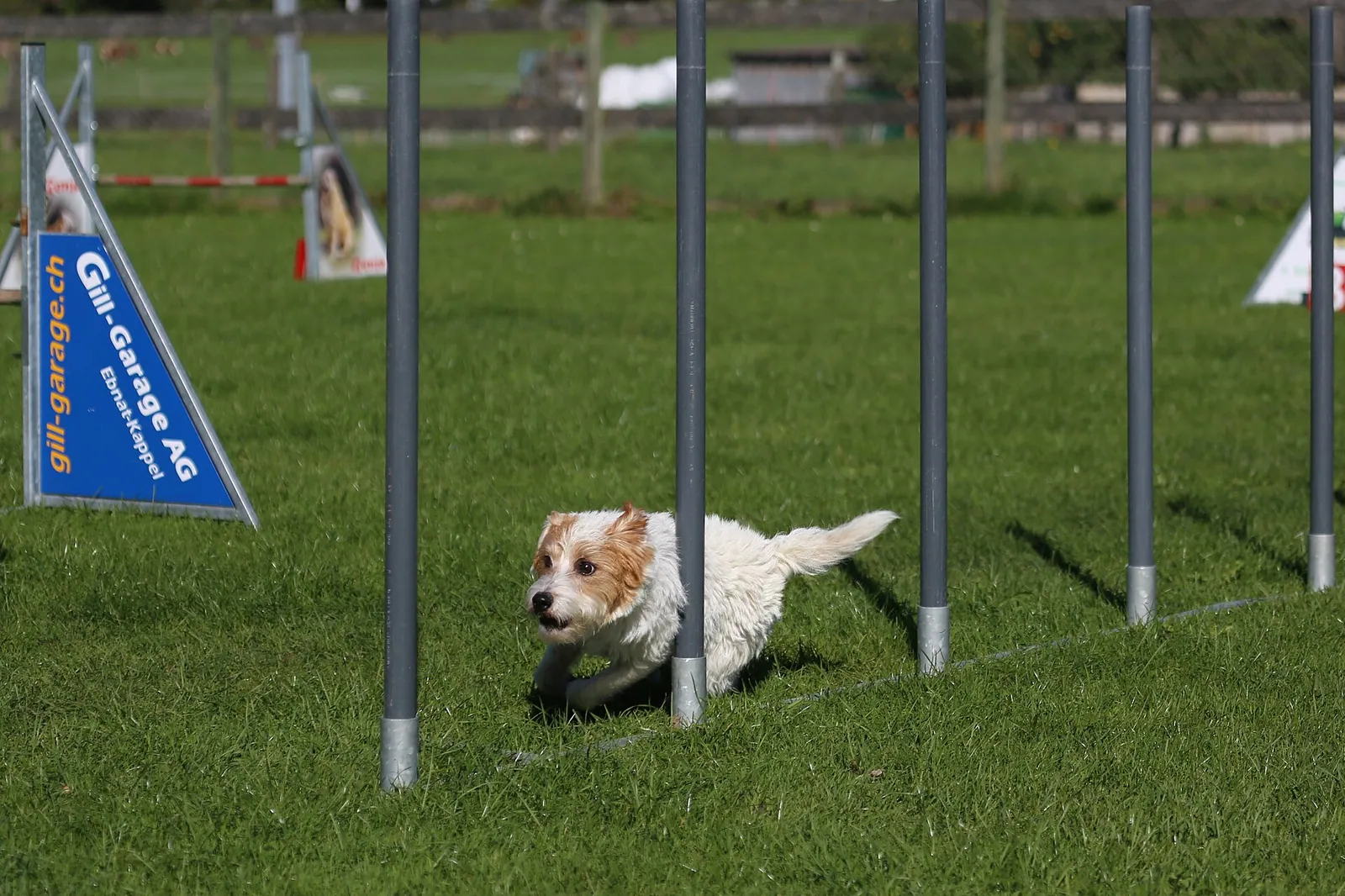 A Parson Russell Terrier