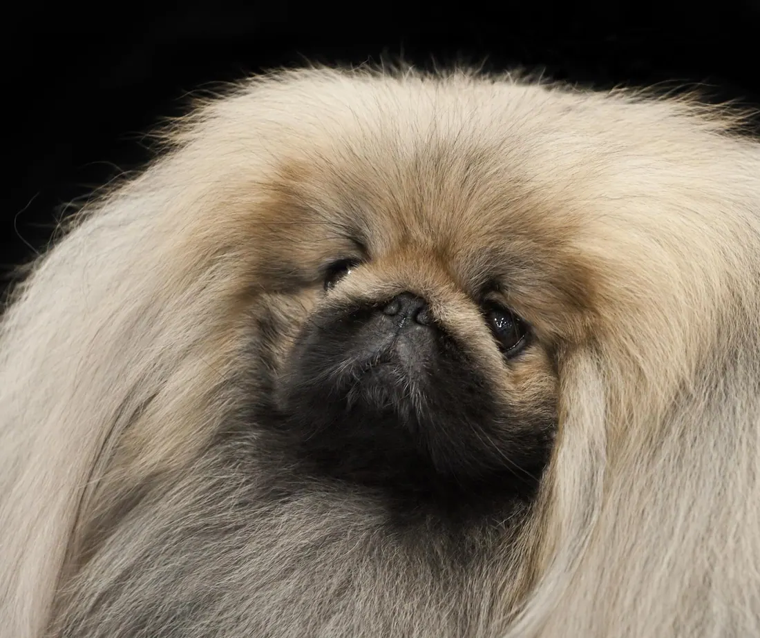 A Pekingese