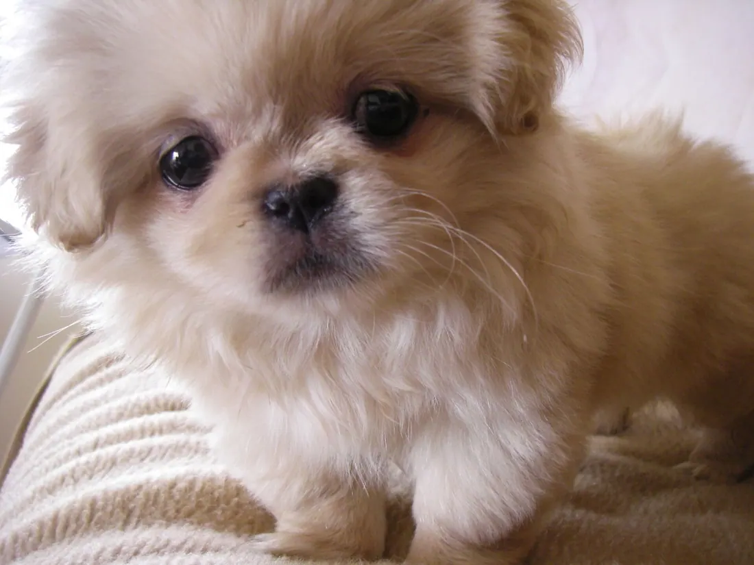A Pekingese