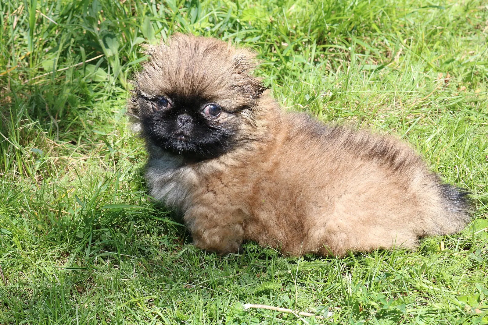 A Pekingese