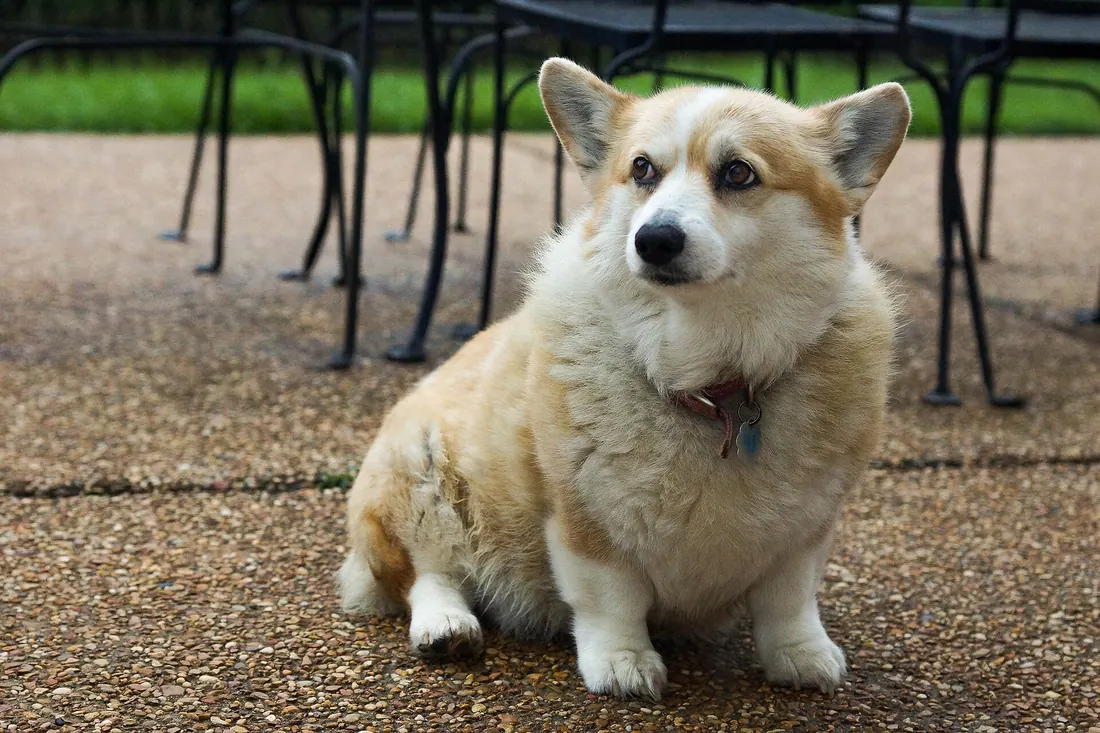 A Pembroke Welsh Corgi sitting, showing the long body on short legs the breed is built around