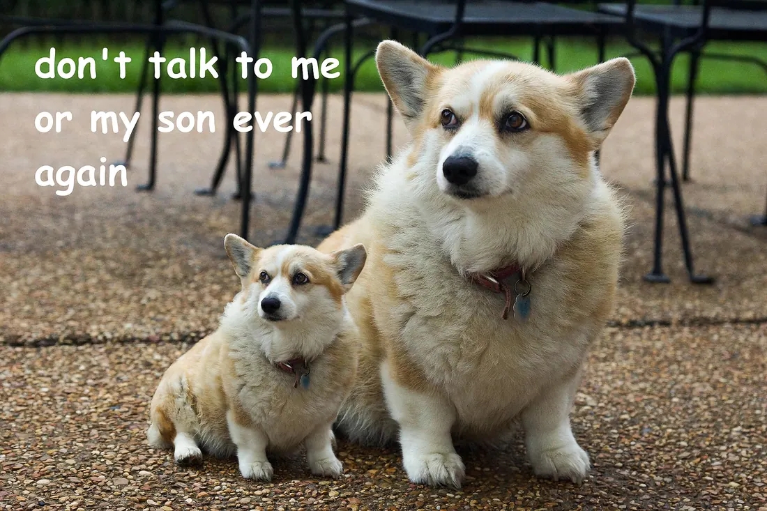 A Pembroke Welsh Corgi