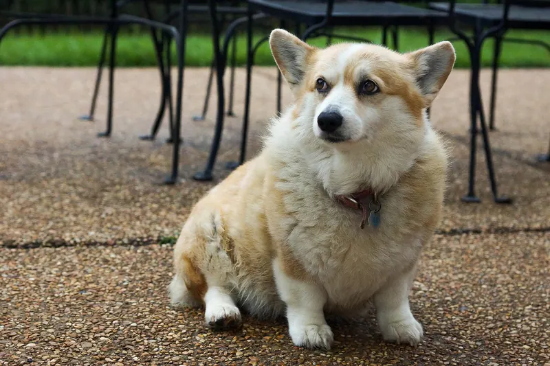 A Pembroke Welsh Corgi sitting, showing the long body on short legs the breed is built around