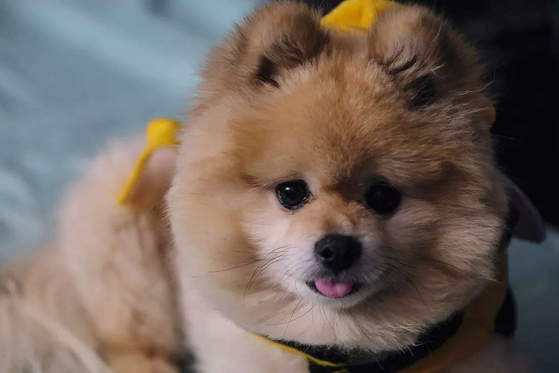 A Pomeranian