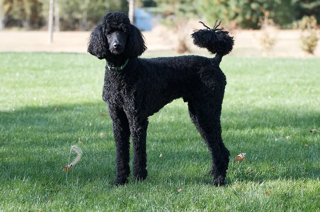 The boys and I took our standard poodle out into the backyard for the exercise while I practiced my action photography.