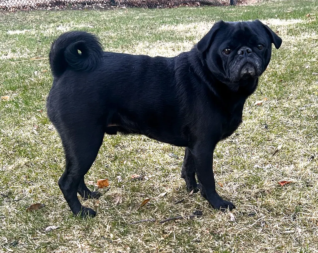 A Pug, showing the flat muzzle that defines the breed