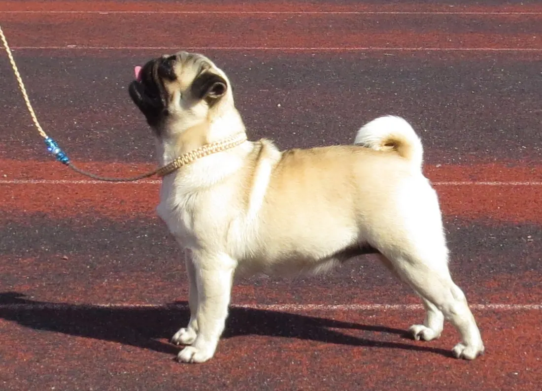A Pug