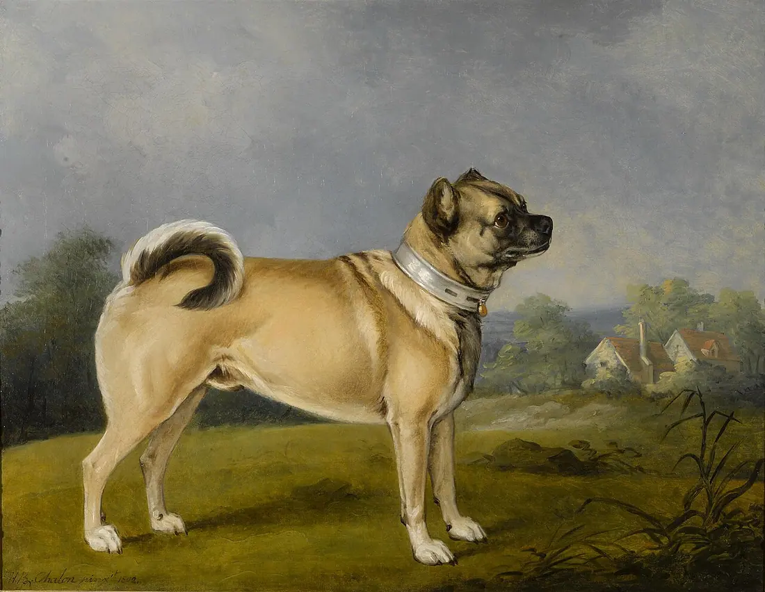 Pug