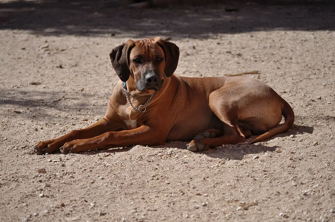 Rhodesian Ridgeback