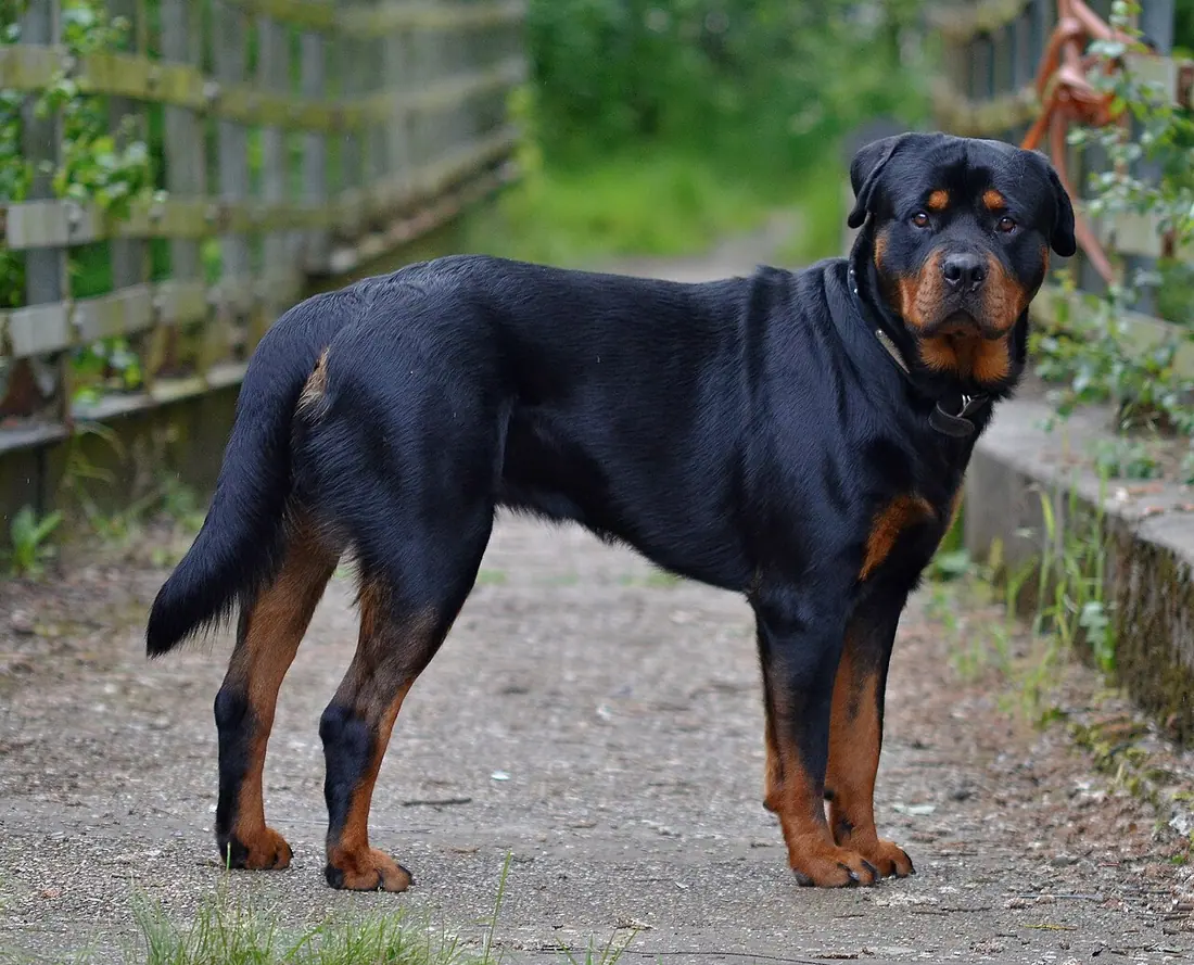 My mate Keith,s dog