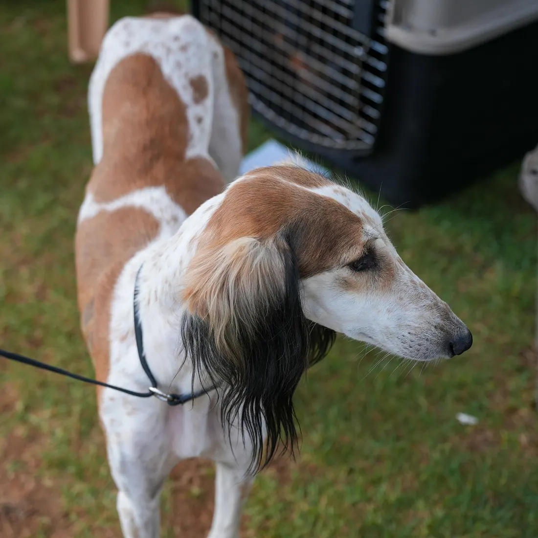 A Saluki