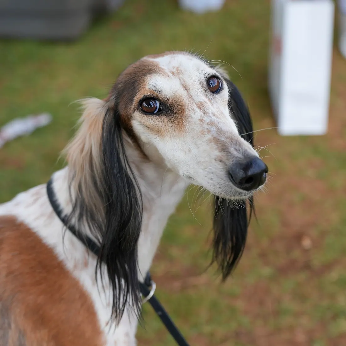 A Saluki