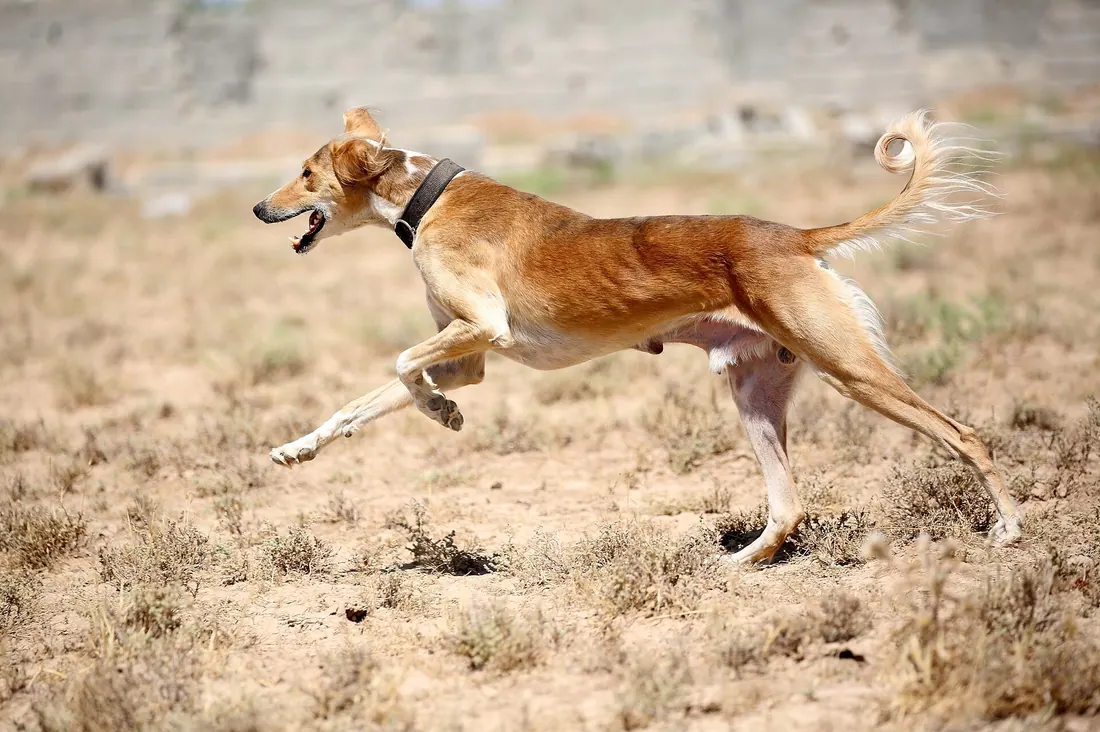 A Saluki