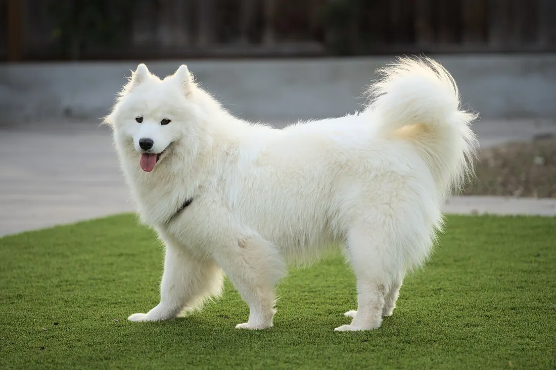 A two year old female Samoyed dog.