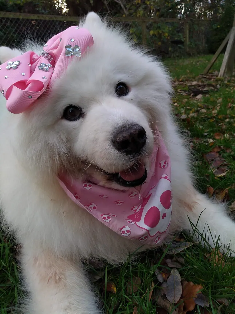 One of the Samoyeds on Instagram