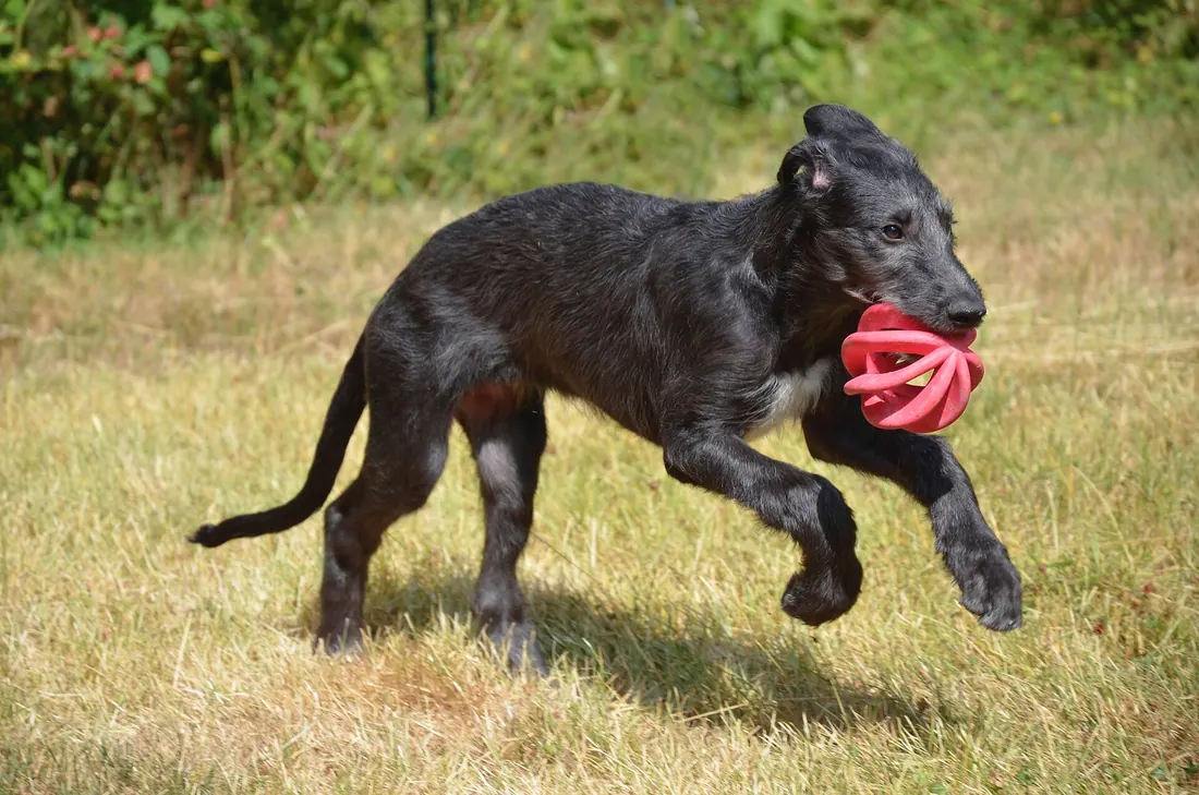 A Scottish Deerhound