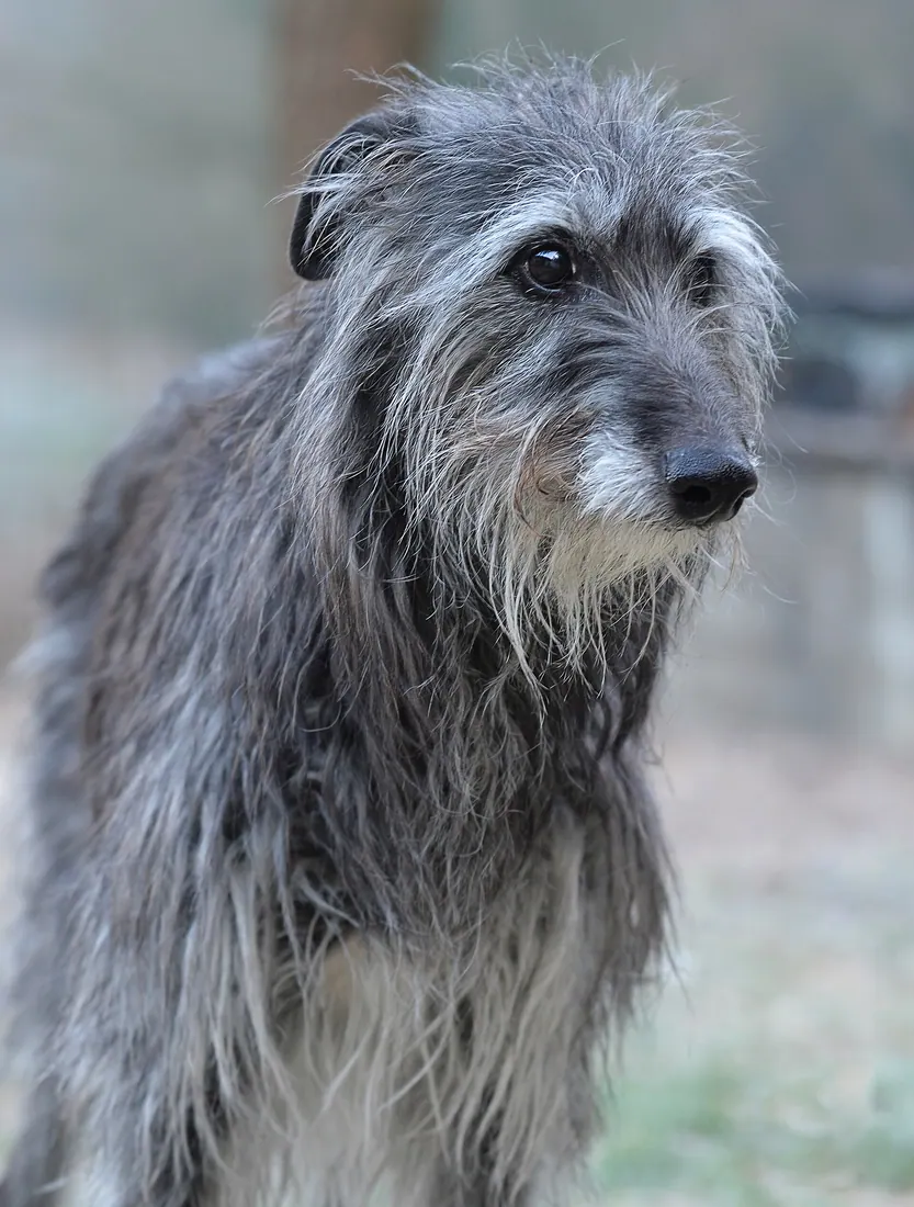 A Scottish Deerhound