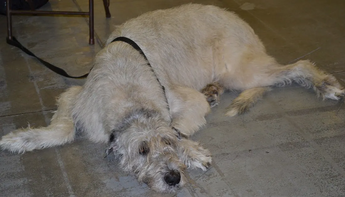 A Scottish Deerhound