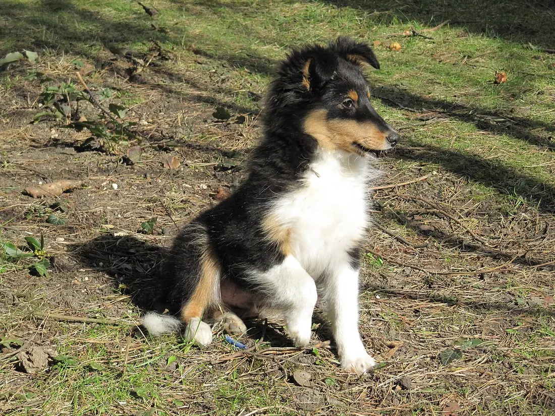 chiot berger des shetlands
