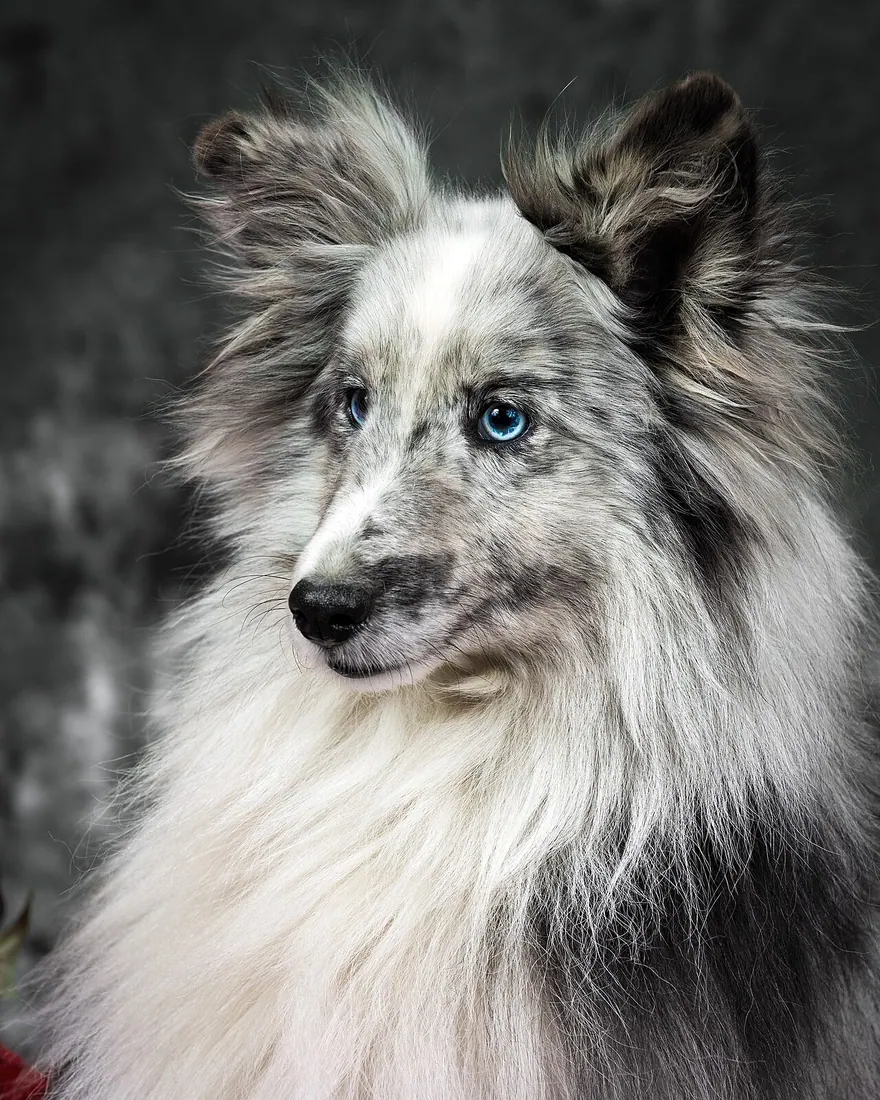 A Shetland Sheepdog