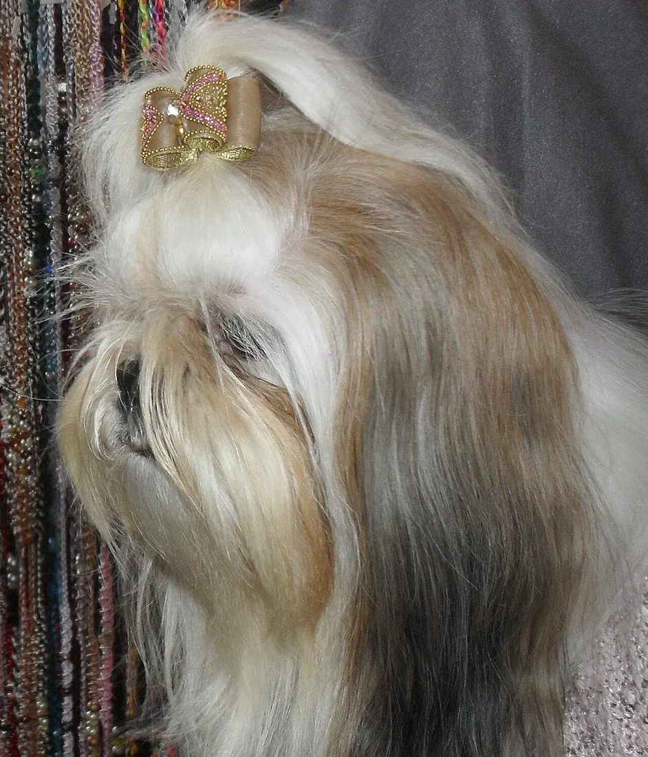 Europäischer Shih Tzu als Ausstellungshund. Die durch Zuchtauslese verstärkte Schädelmissbildung Brachycephalie wurde al