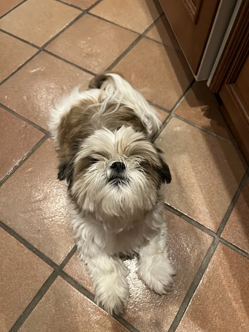 Brown and white shih tzu dog with hair covering eyes. Untrimmed hair can cover the eyes of a shih tzu, which generally
