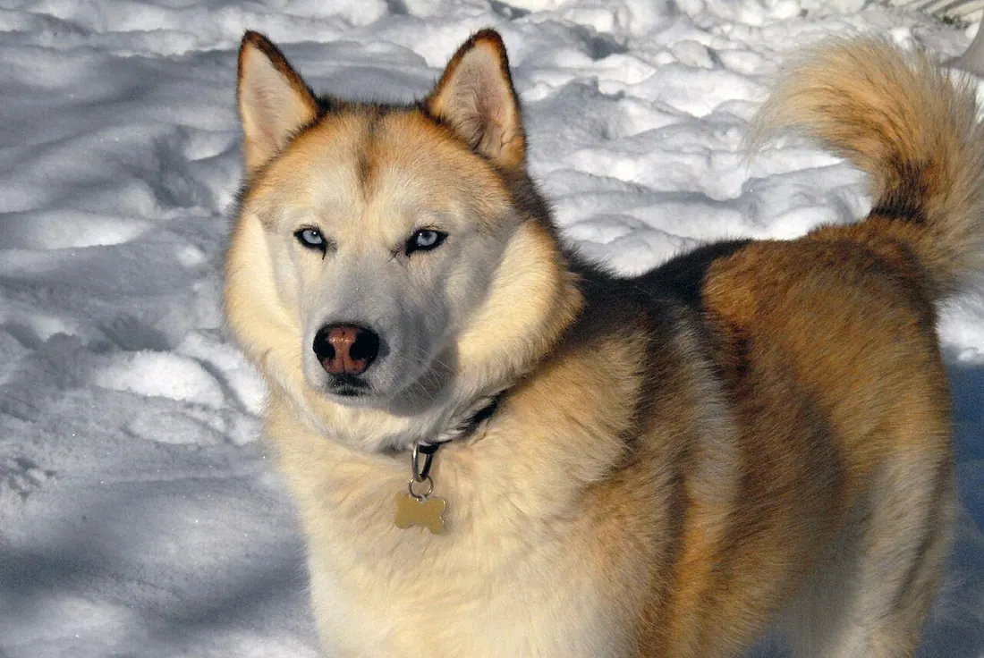A "sable"-colored Siberian Husky.
