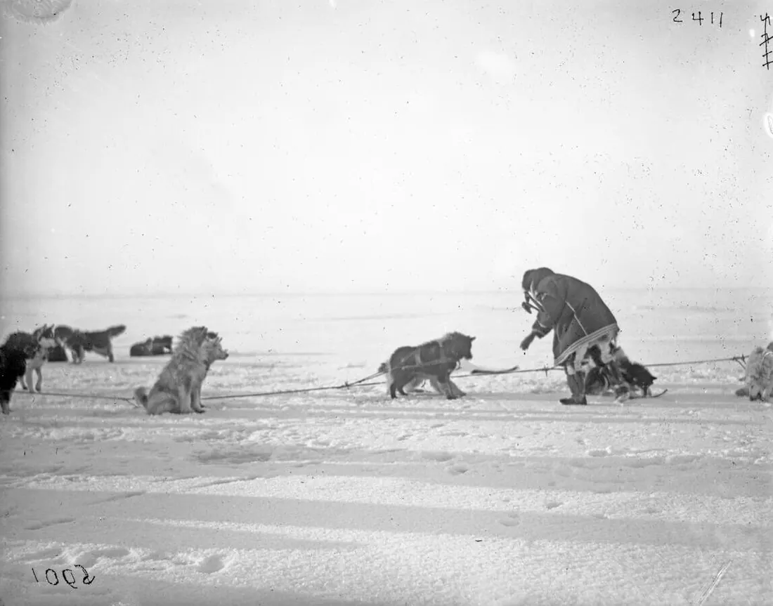 Chukchi man feeding Chukotka sled dogs (Siberian Huskies) from dogsledding team