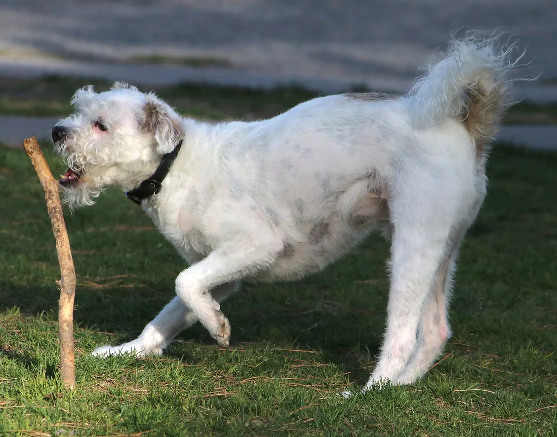 A Soft Coated Wheaten Terrier