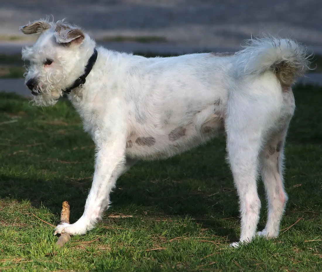 A Soft Coated Wheaten Terrier