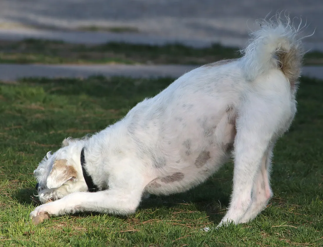 A Soft Coated Wheaten Terrier