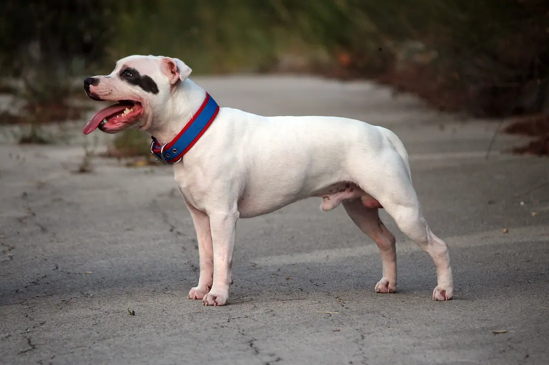 A Staffordshire Bull Terrier