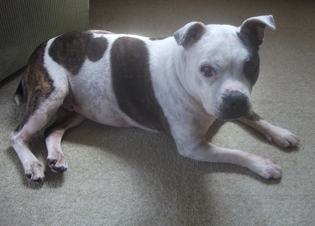A Staffordshire Bull Terrier