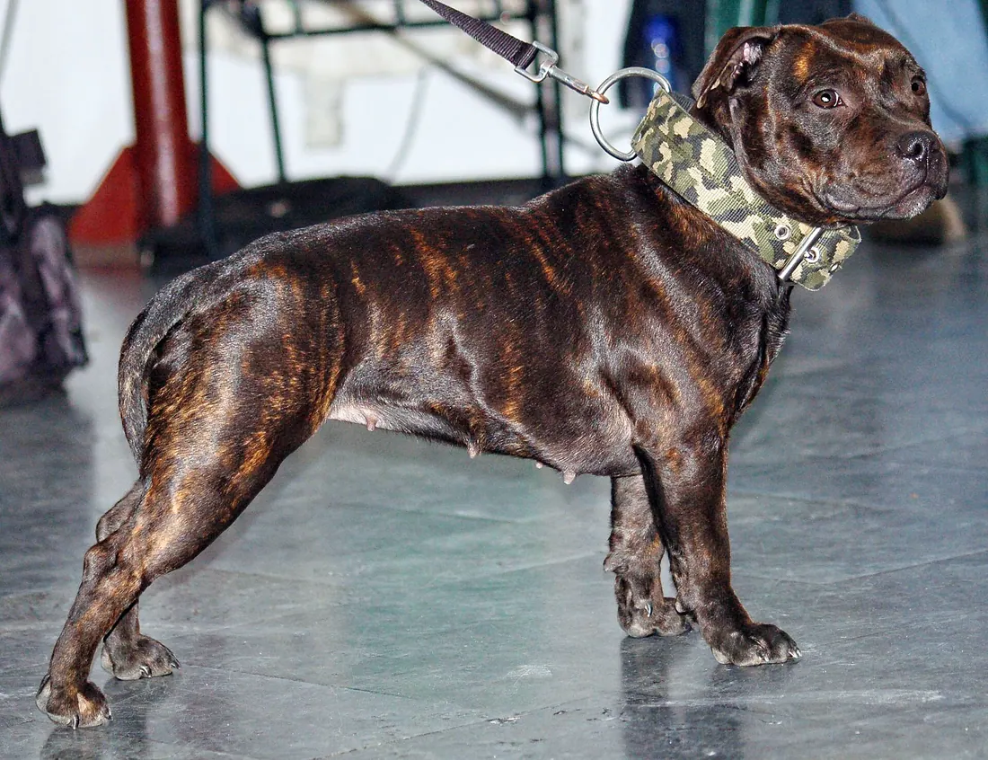 A Staffordshire Bull Terrier