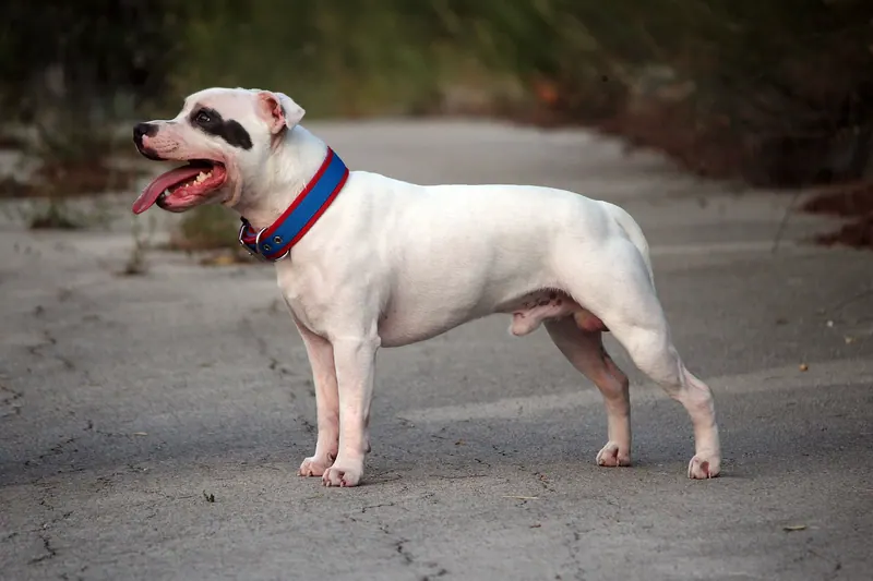 A Staffordshire Bull Terrier