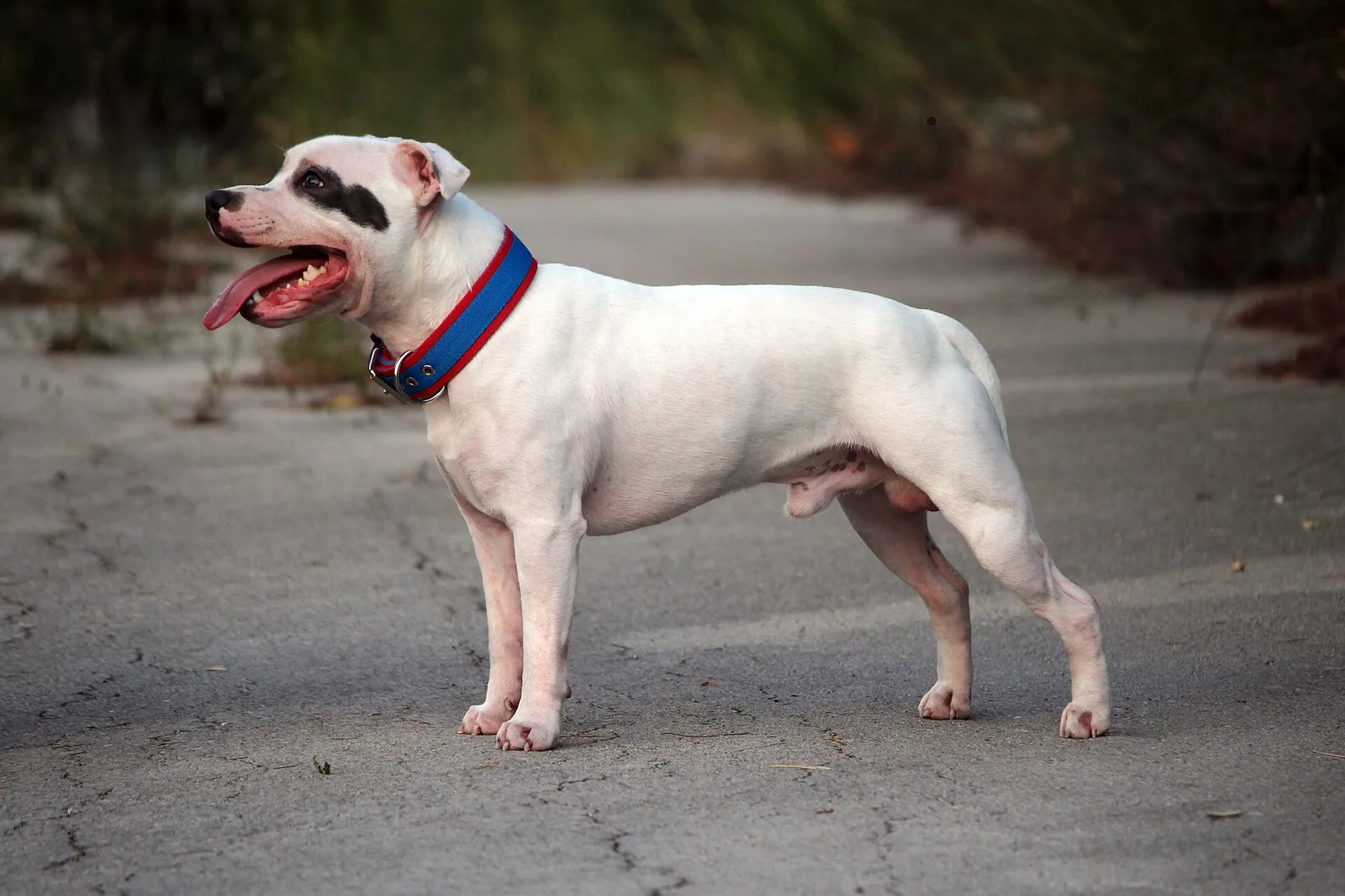 A Staffordshire Bull Terrier